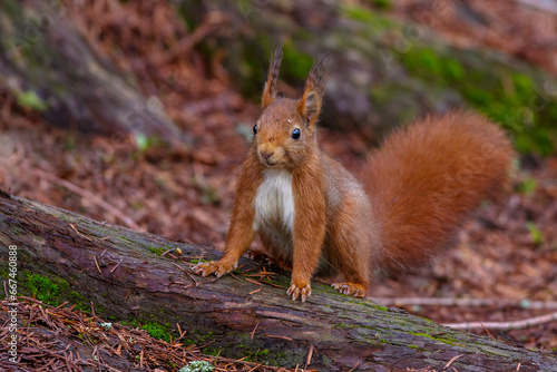 Eichhörnchen (Sciurus vulgaris)