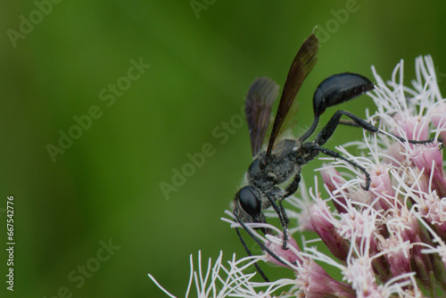 Sphex du Mexique - Isodontia mexicana - hyménoptère