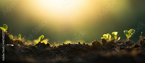 fertile soil close up against sunset background