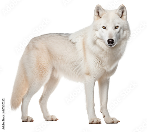 white wolf isolated on white - transparent background PNG