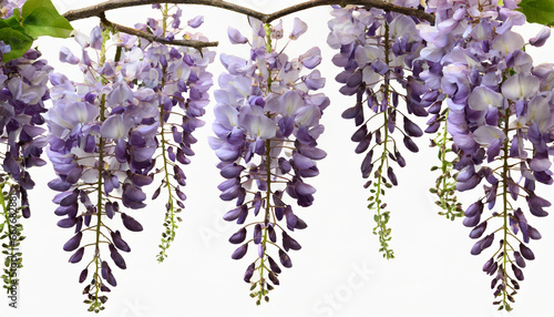 branch of beautiful hanging purple wisteria flowers png file of isolated cutout object on transparent background