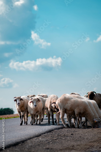 A herd of sheep on grazing walking along the way