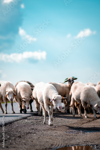 A herd of sheep on grazing walking along the way