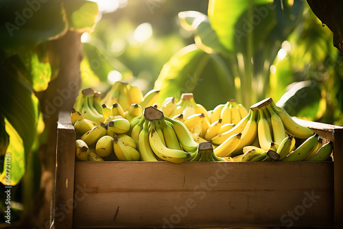 Bananas on wooden box with bananas trees as background