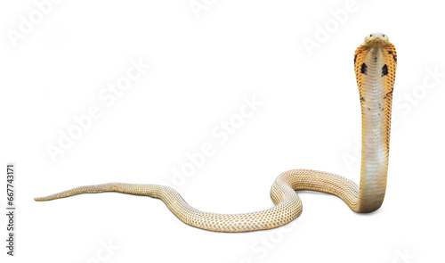 Venomous snake dangerous. Equatorial spitting cobra gold color (Naja sumatrana) isolated on white background.
