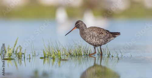 Spotted redshank - in spring feeding at wetland on the migration way