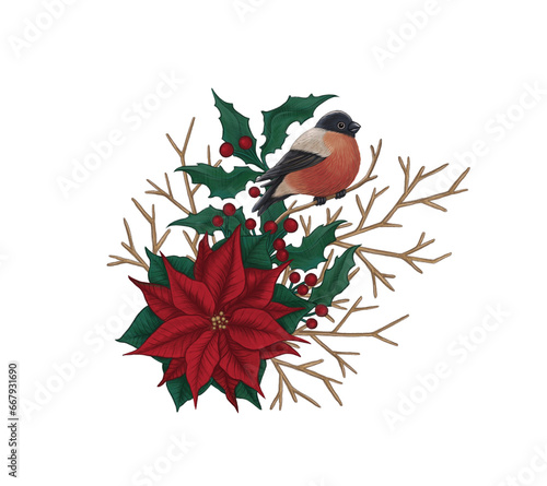 Christmas flower poinsettia and bullfinch bird Festive red star Traditional holly berries Vintage style Hand drawn illustration Transparent background Winter holiday