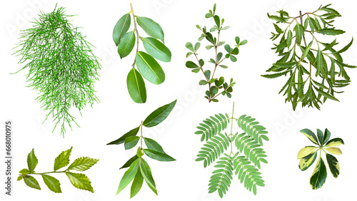 various type of twigs and green leaves isolated on transparent background, suitable for design materials, PNG. 
