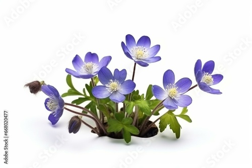 Spring flowers, isolated anemone hepatica on white background, blooming blue violet wild forest flowers liverwort. Generative AI