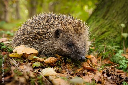 Hedgehog in woodland (Scientific name: Erinaceus Europaeus) wild, free roaming hedgehog, taken from inside a wildlife woodland hide to monitor health and population of this declining mammal 