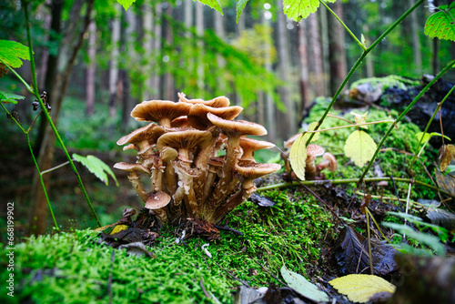 Mushrooms on a dead root
