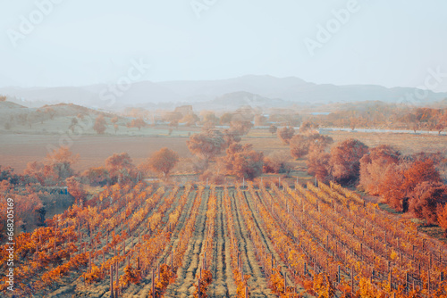 Rows of grapevines in large vineyard on mountainside in France, Italy. Red, white, rose wine production in local farm,old winery. Grape vine on nature hill. Countryside landscape. Rural tranquil view