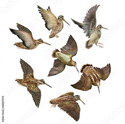 bécasse , mouvement, gibier, chasse, chien, oiseau, volant, vol, ciel, ailes, faune, nature, animal, sauvage, ailes, bleu, bec, 
