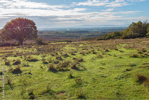 A morning view across Ashdown Forest England