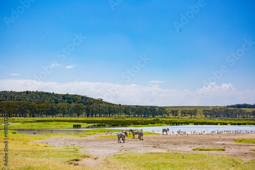 Kenya Tlake nakuru landscapesravels Safaris Lifestyle Photography Blog - Antony Trivet Portraits