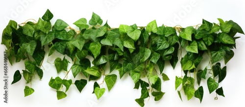 Green leaves of a Javanese treebine or Grape ivy plant hanging on a white background with clipping path