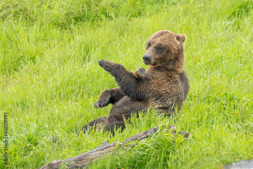 Grizzly bear (Ursus arctos horribilis), also known as silver bear, North American brown bear