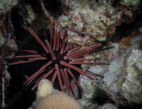 Burrowing urchin (Echinometra mathaei) on a rocky seabed in its natural habitat