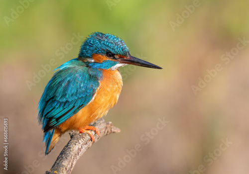 Common kingfisher, Alcedo atthis. A bird sits on a branch on a beautiful flat background