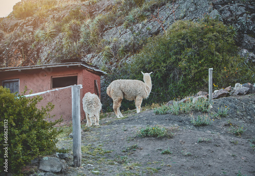 The llama is a domestic in the mountains Peru.