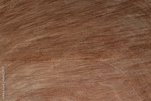 texture bois : gros plan sur une coupe de tronc d'arbre