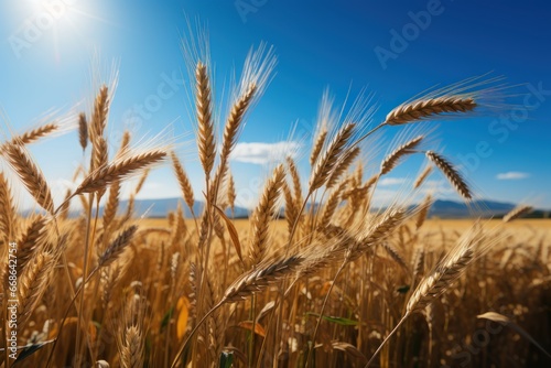 Ripe golden ears of wheat in the field on a background of blue sky with clouds. Rich harvest Concept. Agriculture concept with a copy space.