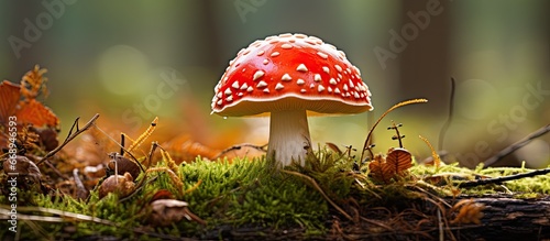 Autumn fly agaric red toadstool macro close up