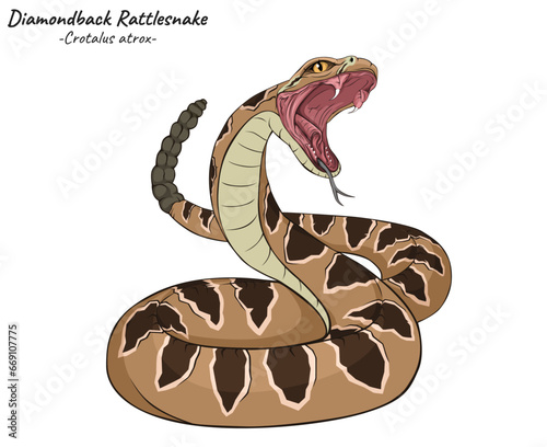 Diamondback Rattlesnake Crotalus atrox illustration