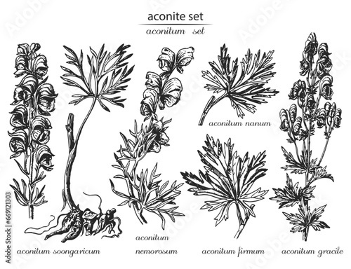 Aconite set. Botanical illustration of aconite. Monochrome aconite, black and white aconite hand drawing, aconite sketch. Latin name aconitum