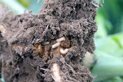 Larva of cabbage fly (also cabbage root fly, root fly or turnip fly) - Delia radicum on damaged root of oilseed rape (canola). It is an important pest of brassica plants such as broccoli, cauliflower 