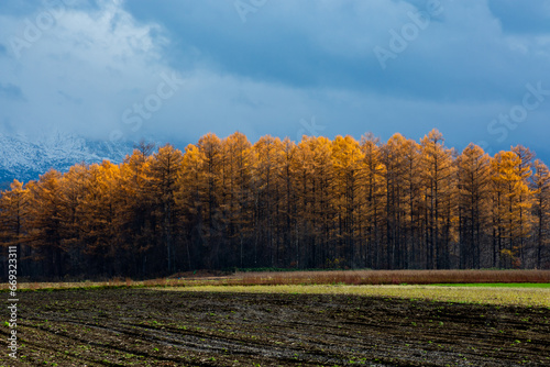 秋の黄金色のカラマツ林と秋の畑 