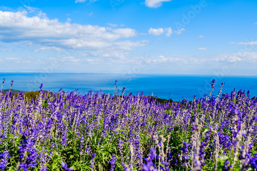 紫色のサルビアが満開の風景 淡路島 花さじき