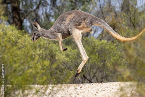 Buck or male Australian Red Kangaroo hopping