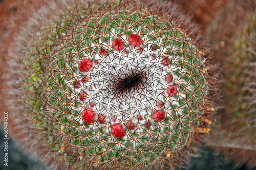 Pierścień czerwonych kwiatów na czubku kaktusa z rodziny mammillaria, Mammillaria rhodantha, w Ogrodzie Kaktusów, Lanzarote, Wyspy Kanaryjskie, Hiszpania. 