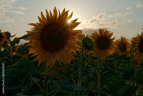 Sonnenblumenfeld in Poděbrady bei Sonnenuntergang