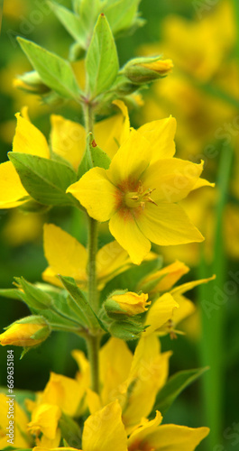 Yellow lysimachia flowers bloom in nature