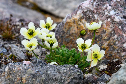 Closeup of pale yellow flowers of arctic poppy, or Svalbard poppy, blooming in rocks in the harsh environment of the arctic 