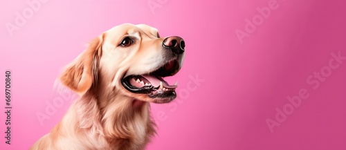 golden retriever dog on pink background horizontal banner copy space right. Pet products store, vet clinic, grooming salon poster banner.