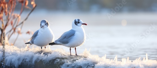 Winter plumage of non breeding adult Black Headed Gulls on frozen pond