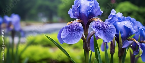 Iris hybrida in botanical garden Nikita Yalta Crimea