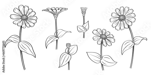 Zinnia flower set hand drawn illustration