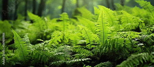 Asplenium scolopendrium ferns grow in the wild forest