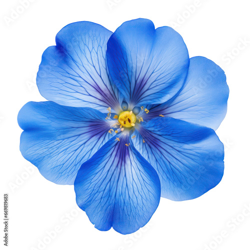 Blue primrose isolated on transparent background,transparency 