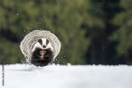 The European badger (Meles meles) walks in a snow winter landscape. Portrait of a badger in the nature habitat.