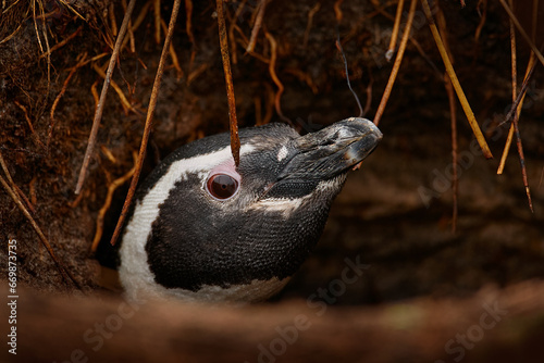 Penguin ground hole nest with root. Magellan penguin. Bird in clay, funny image in nature. Falkland Islands. Bird by the nesting ground hole, Sea Lion Island, Falklnad Island