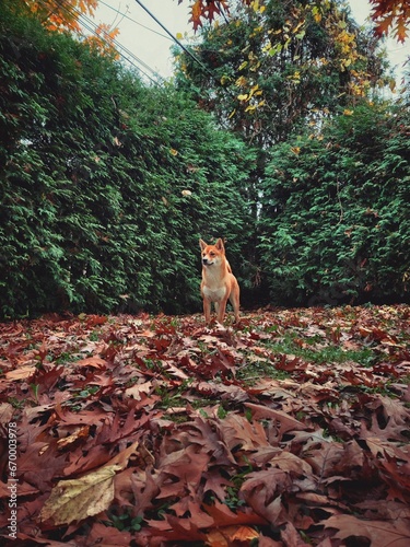 Mika's first autumn