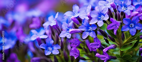 Macro closeup of lovely small Lobelia erinus flowers garden background d cor