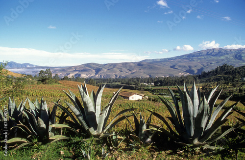 Agave americana, Agave, Cordilliere des Andes, Equateur