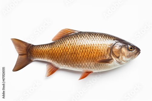 Graceful Swimmer: A Realistic Illustration of a Fish,fish isolated on white,fish on a white background
