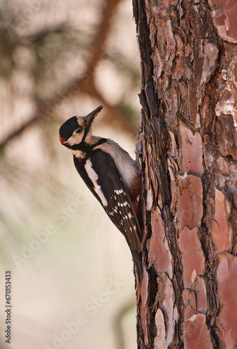 Great Spotted Woodpecker. Great Spotted Woodpecker perched on a pine tree in the mountain , nature concept.